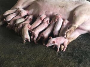 Alternative management systems for pig production