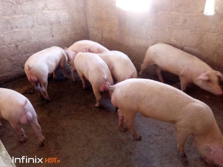 Read more about the article Sustainable Pig Farming