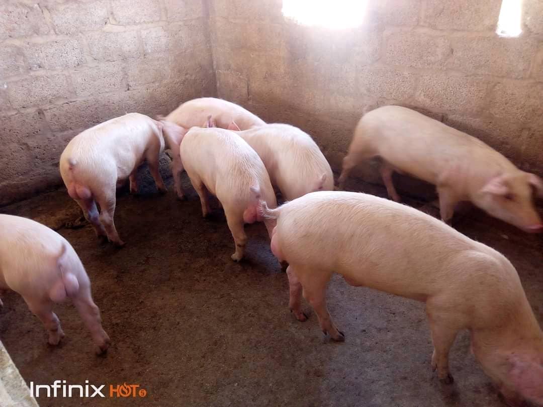 You are currently viewing Sustainable Pig Farming